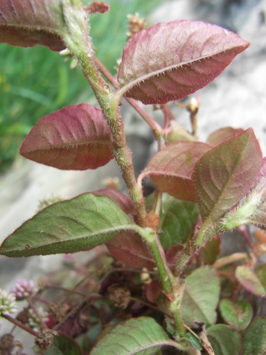 Persicaria capitata / Poligono capitato